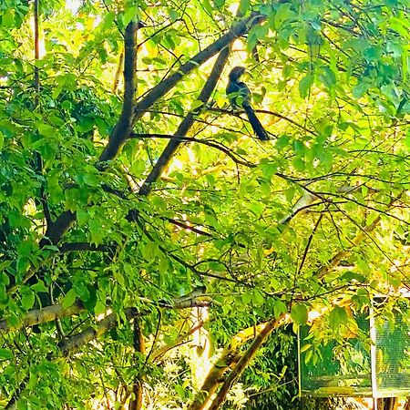 Gamagedara Resort دامبولا المظهر الخارجي الصورة