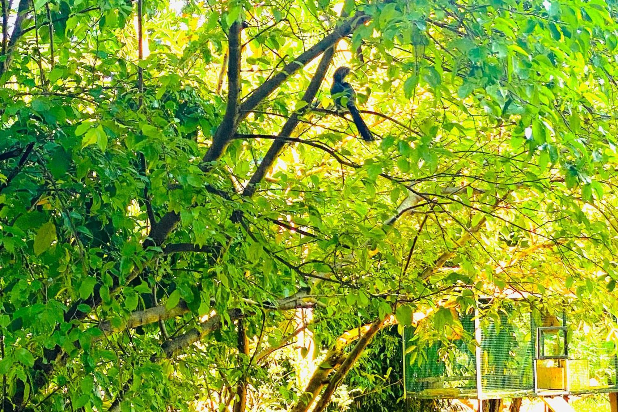 Gamagedara Resort دامبولا المظهر الخارجي الصورة